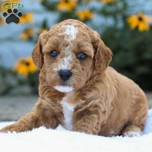 Cory F1B, Cavapoo Puppy